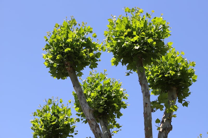 Summer Pruning