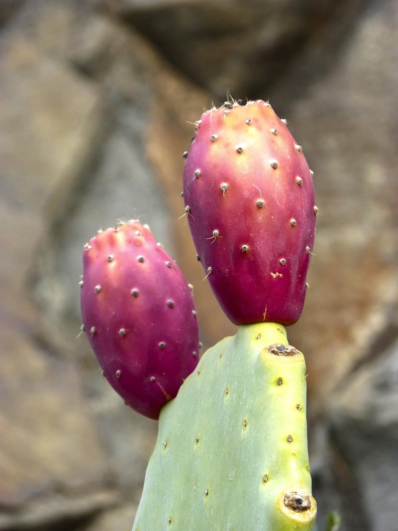 Cactus Plant