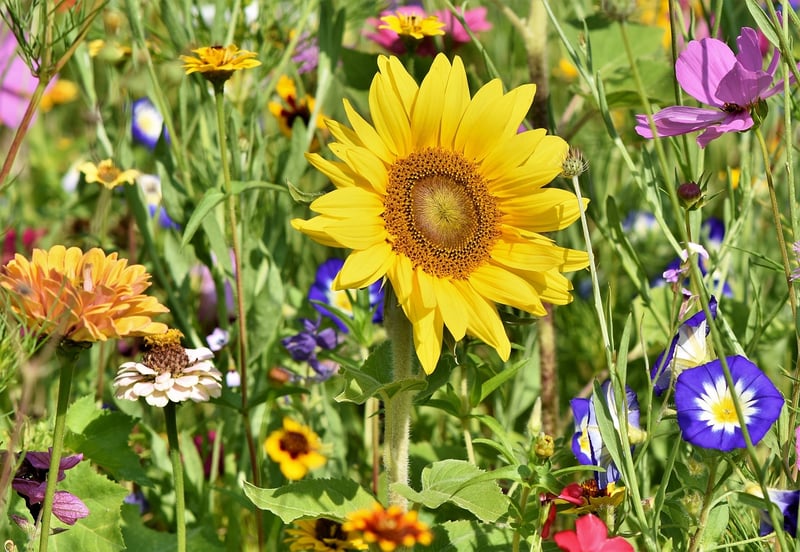 Flower Display