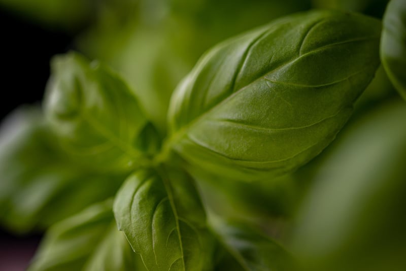Herb Garden
