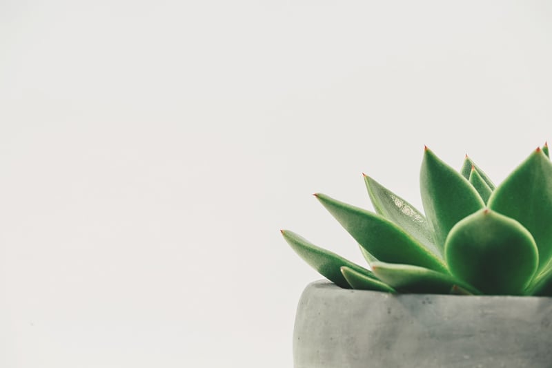 Indoor plants