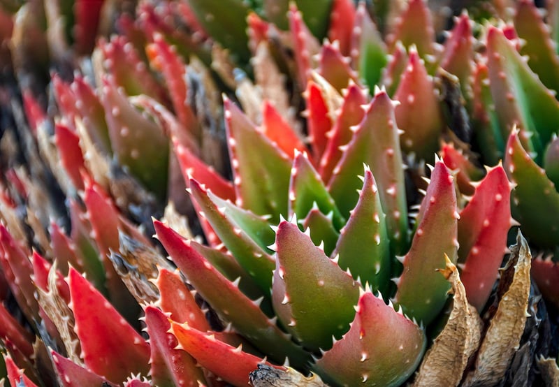 Succulent Showcase
