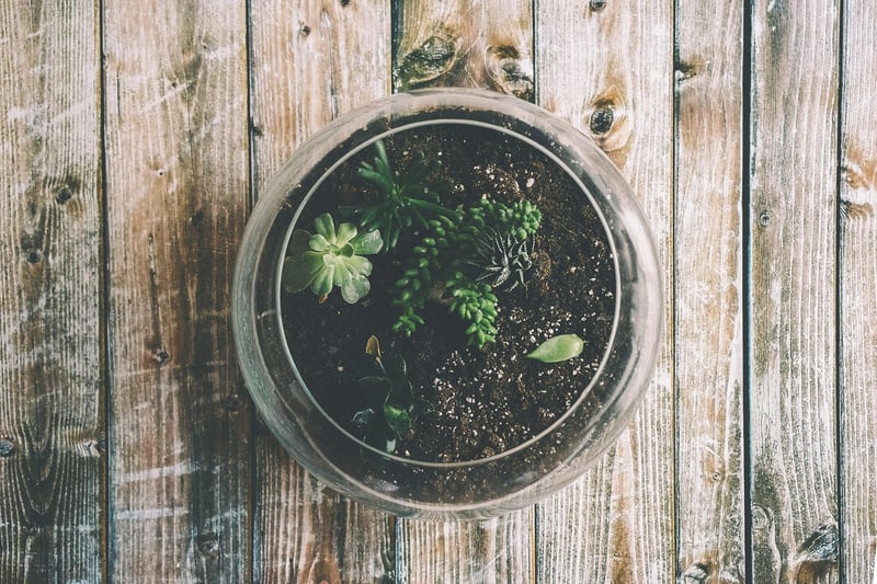 Terrarium Garden